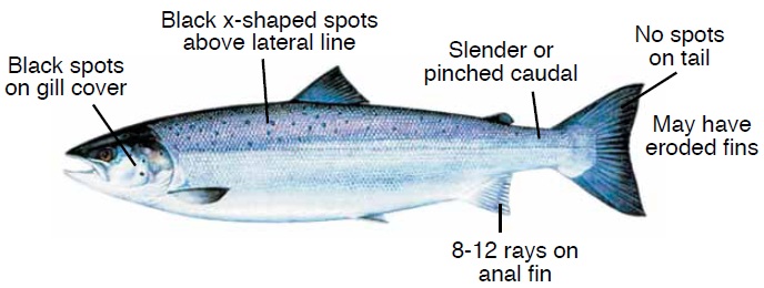 Photo of an Atlantic salmon, with distinguishing characteristics highlighted